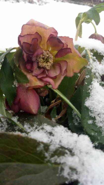 В Марганце посреди снега заметили цветущ…