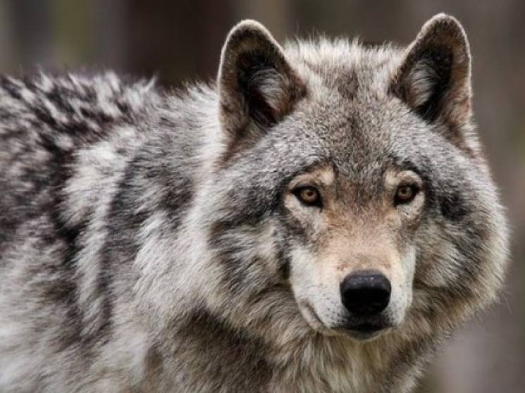 На Дніпропетровщині вовки ледве не загри…