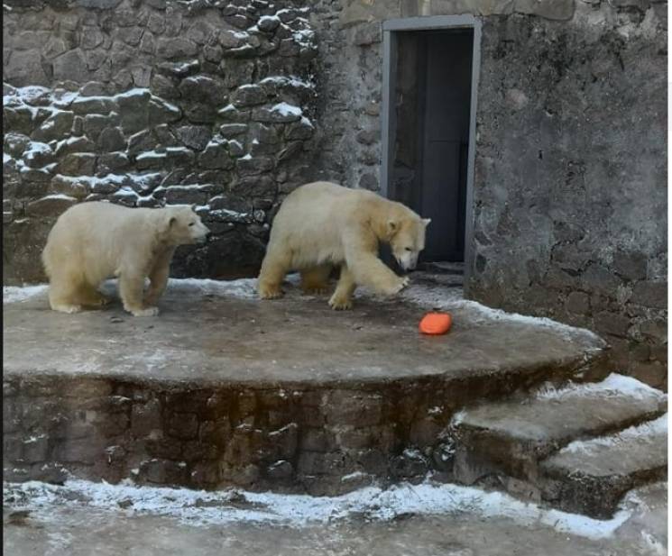 Білі ведмеді з миколаївського зоопарку о…