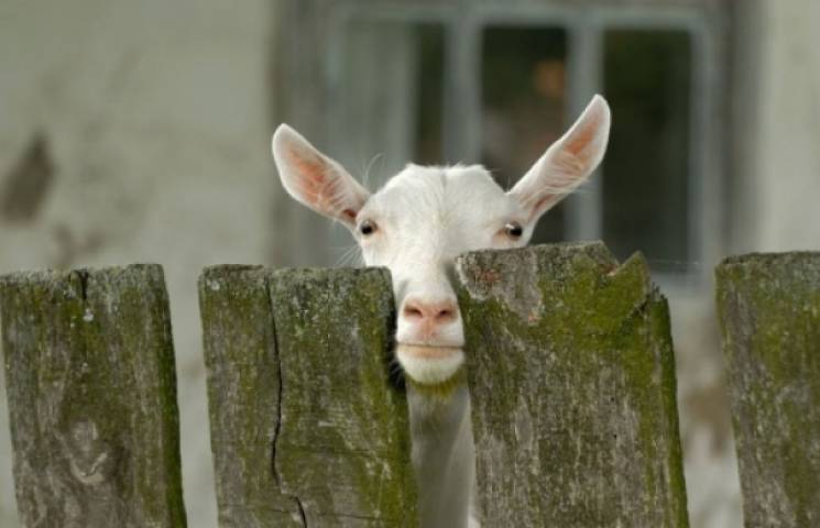 На Береговщине полиция искала козу-бегля…