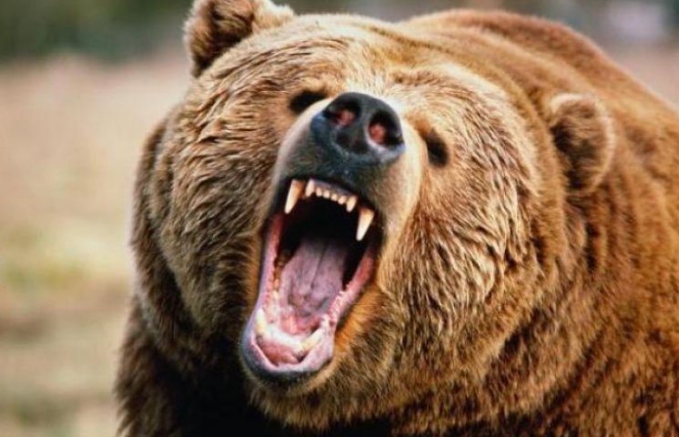 В зоопарке трое волков напали на медведя…