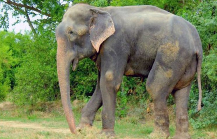 Слон, пробывший в рабстве 50 лет, распла…