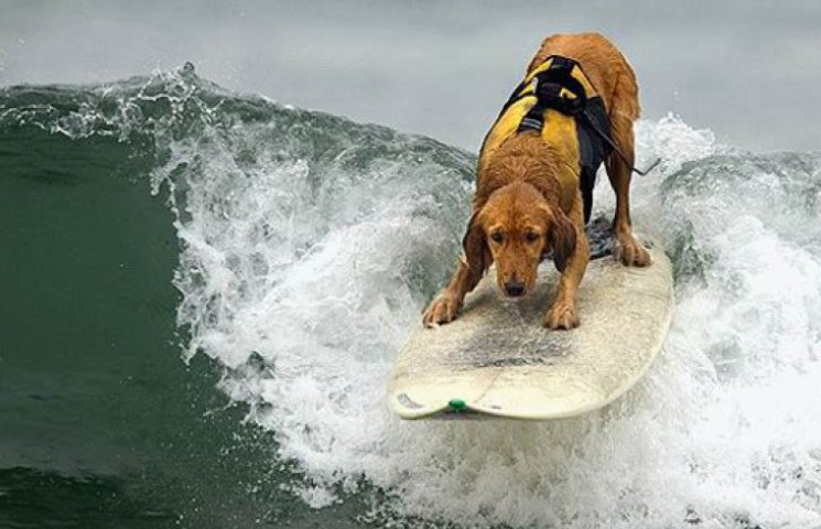 Ежегодный турнир по серфингу для собак п…