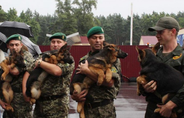 На Донбасс отправят «отряд» собак-минеро…