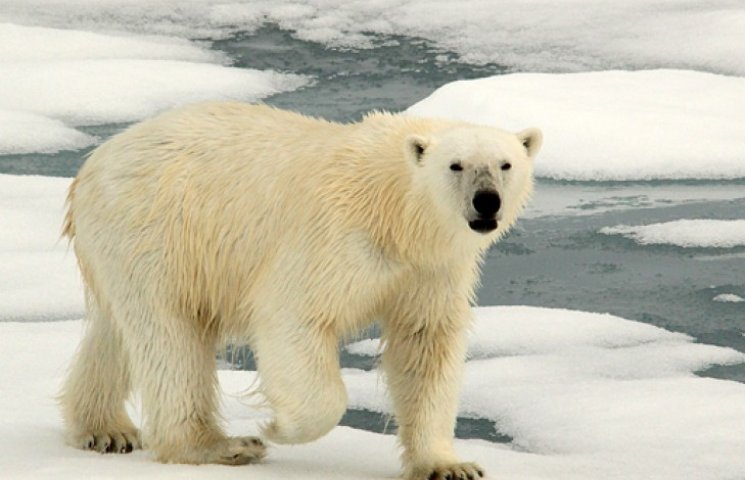Белый медведь прогнал российских ученых…