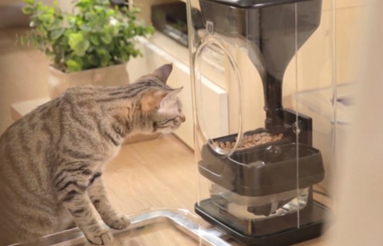 Кошачья диета: умная кормушка узнает жив…