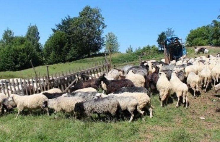 Як літують закарпатські вівчарі на калин…