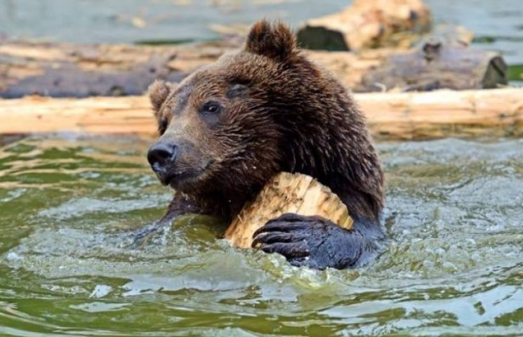 Від спеки ведмедів на Закарпатті рятує б…