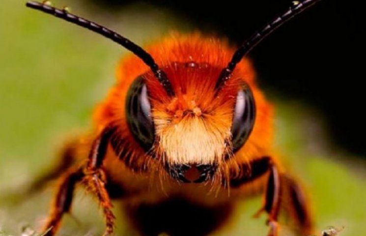 У Вінниці атовців лікують бджолотерапією…