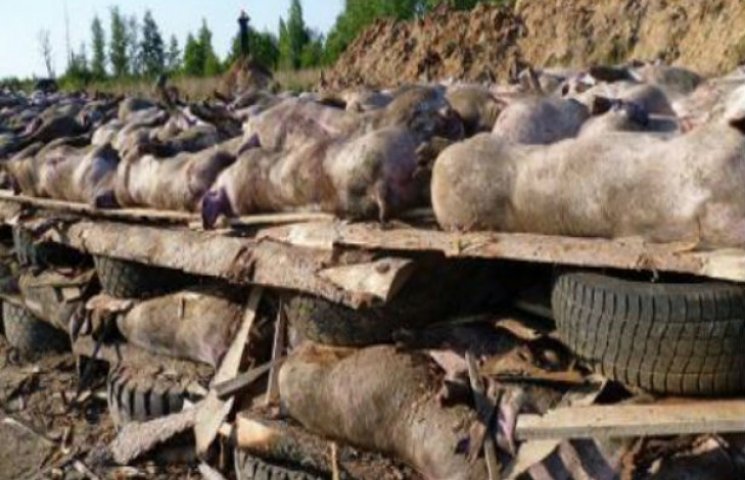 На Сумщині масово вбивають диких кабанів…