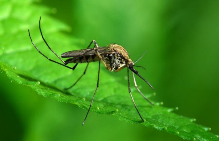 Як рятуватися від укусів комах - практич…