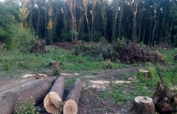 Лісівники Кіровоградщини підтвердили, що…