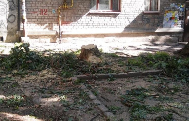 У Миколаєві продовжують пиляти на дрова…