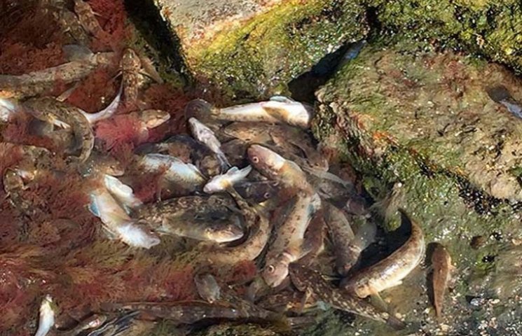 У Миколаєві через спеку масово гине риба…