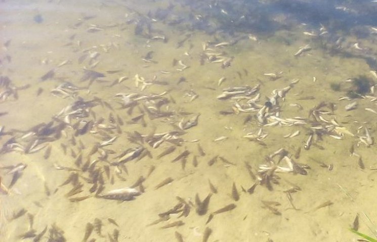 У річці Дніпро почала вмирати риба…
