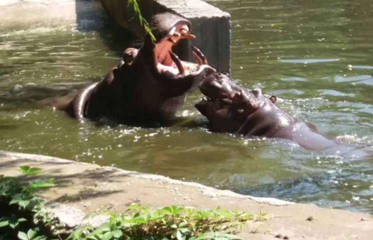 Как мирятся бегемоты в Николаевском зооп…