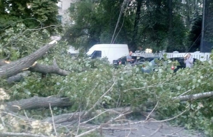 В Днепре дерево упало на парковку перед…