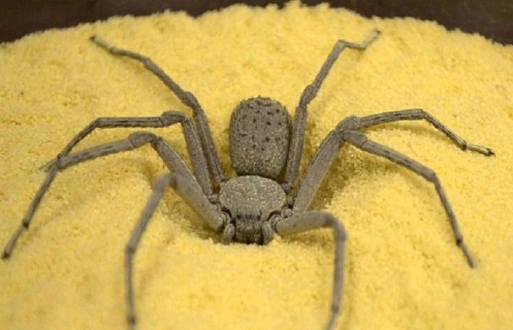 У Чехії виявили "зубатого" павука…