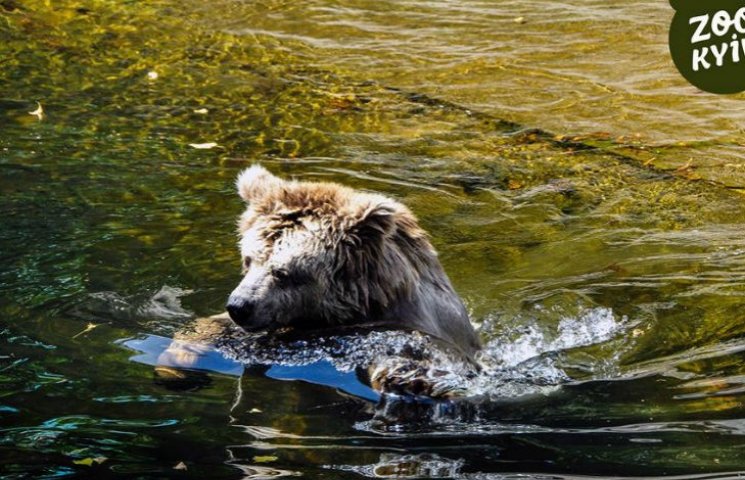 Як у Київському зоопарку ведмедиця рятує…