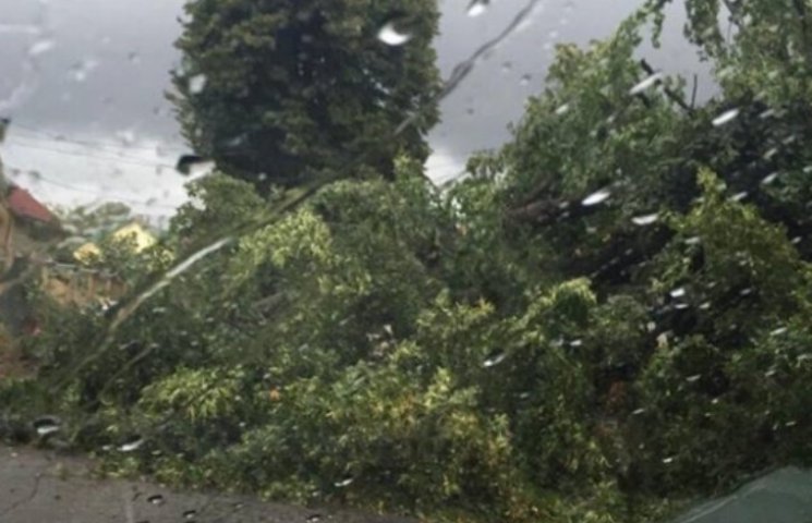 В Ужгороде ураган снова повалил деревья…