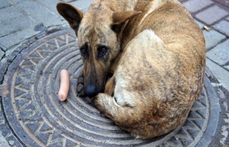 У Львові безпритульні собаки живуть кращ…