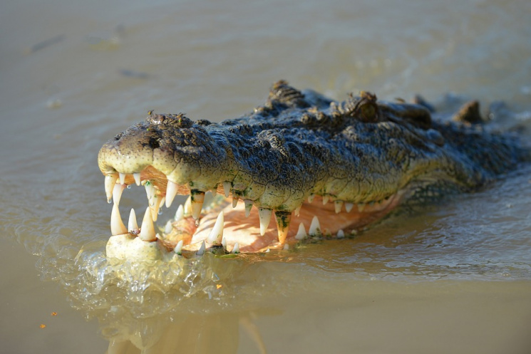 Крокодилом на пляже Анапы заинтересовала…