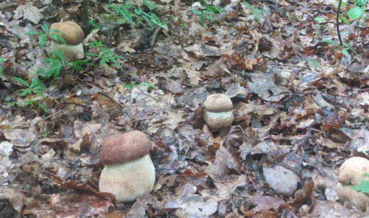 Під рясним дощем - рясні гриби: Як закар…