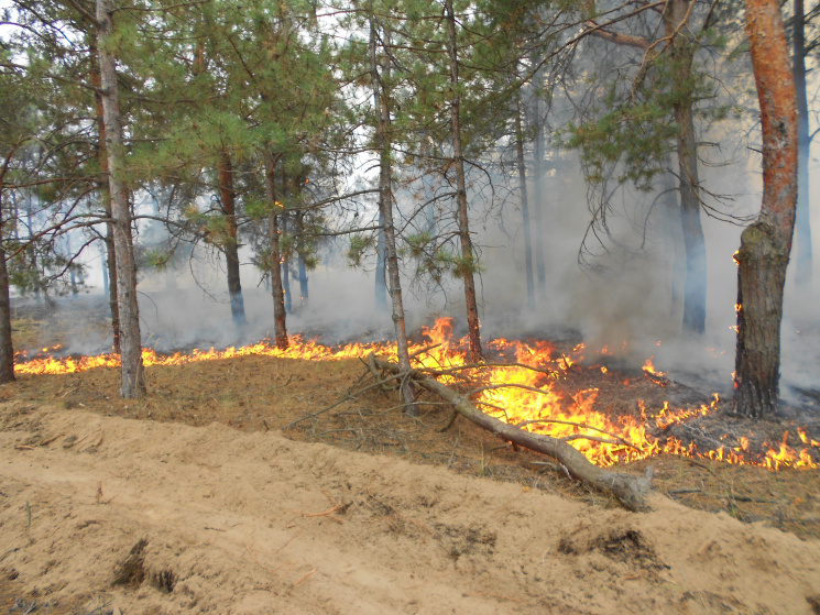 К тушению лесного пожара на Херсонщине п…