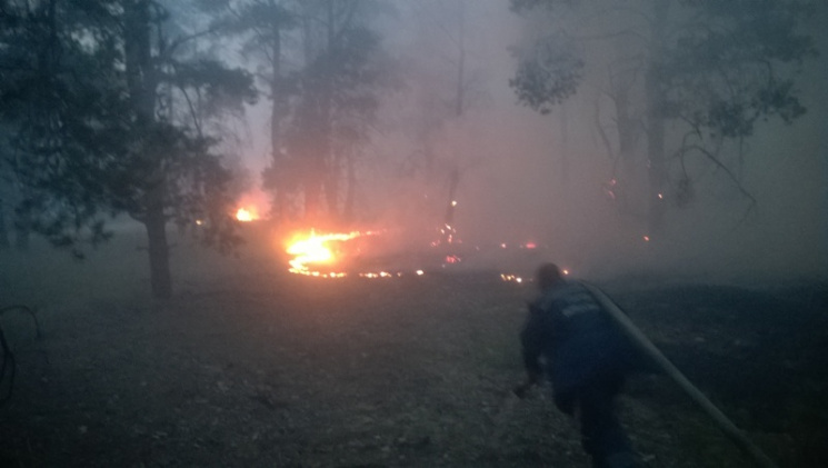 На Херсонщині загасили палаючий ліс. Лік…