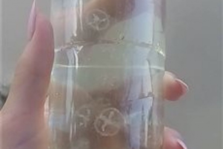 У Дніпрі на Черкащині завелися медузи…