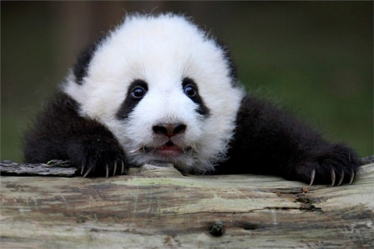 В Сочи фотограф ради денег измучил панду…
