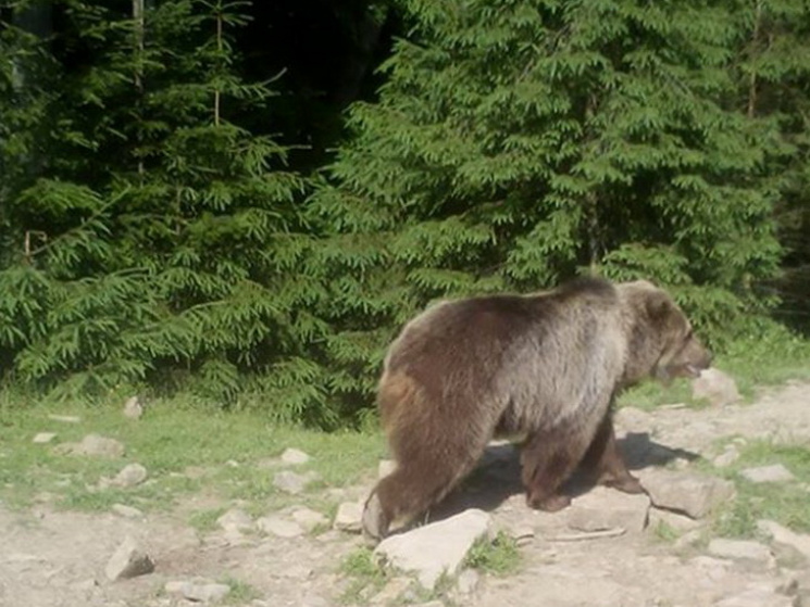 Ведмедиця з ліквідованої зоозони у Дніпр…