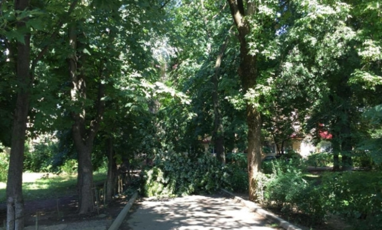 В Ужгороді впало дерево і перекрило вули…