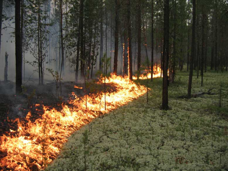 Под Харьковом трижды горел лес…