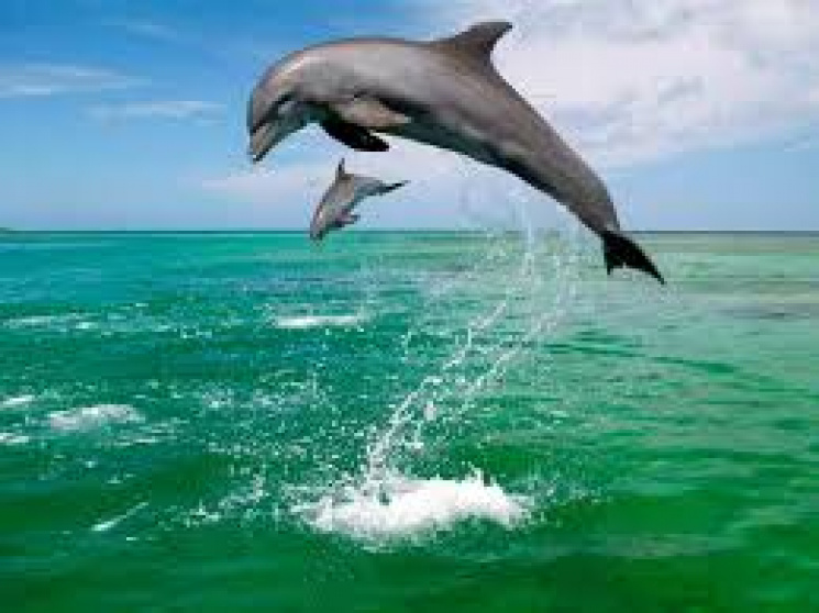 У Затоці декілька дельфінів влаштували "…