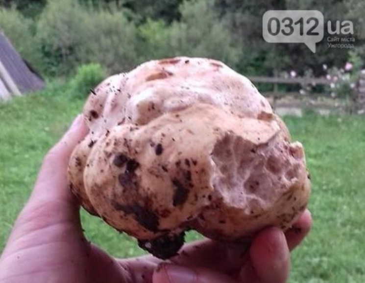 Закарпатець знайшов гриб на кількасот єв…