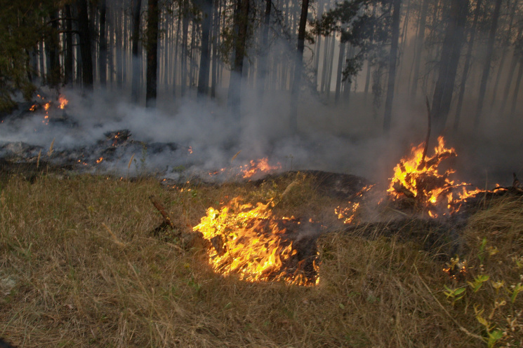 На Харківщині горять ліси та поля…
