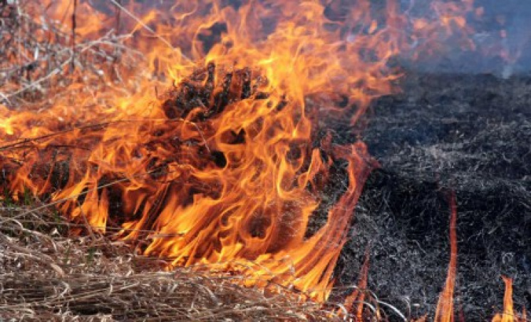 На Ужгородщині вогонь знищив гектар сухо…