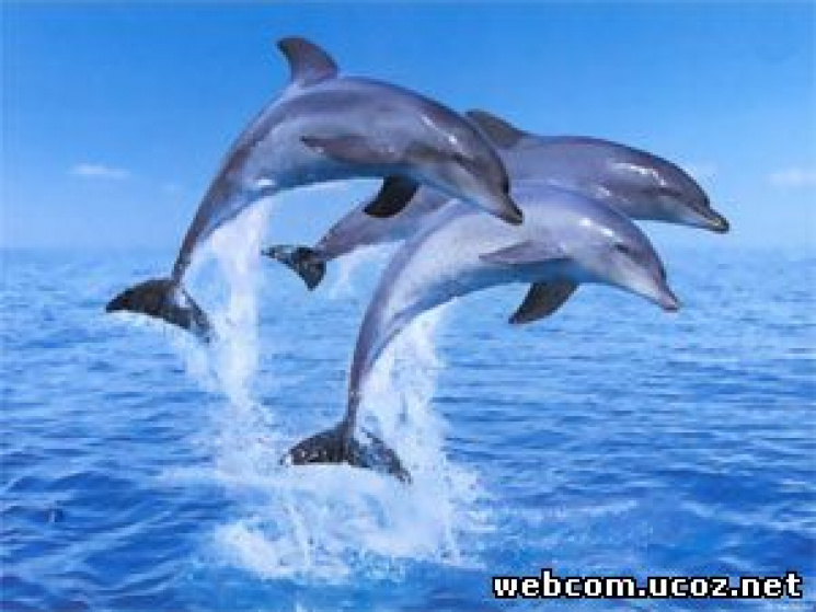 Вчений розповів, як Росія вбиває дельфін…