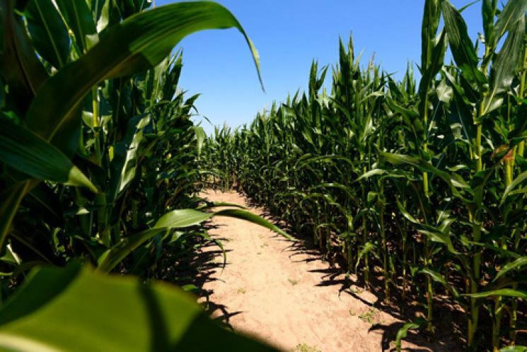 У Києві відкриють велетенський кукурудзя…