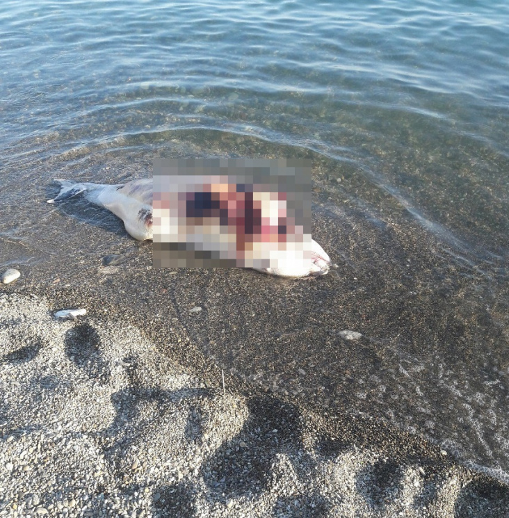 На пляже Кубани снова обнаружили мертвог…