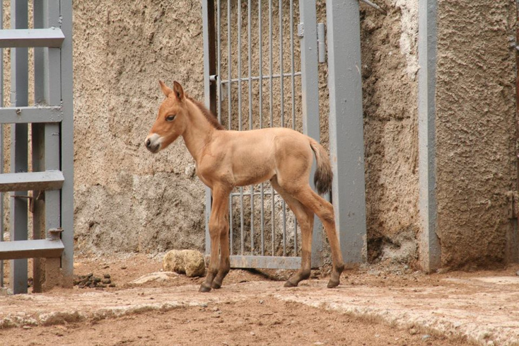 В Одеському зоопарку у табуні коней Прже…