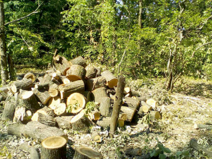 На Полтавщині затримали "лісового" брако…