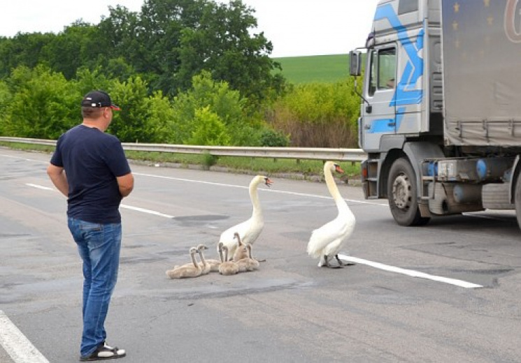 На Черкащині лебеді перекрили автодорогу…