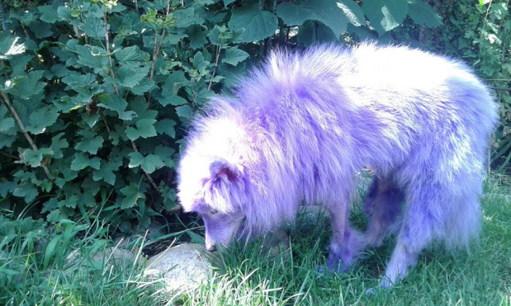 На Росії дівчинці з фіолетовим собакою п…