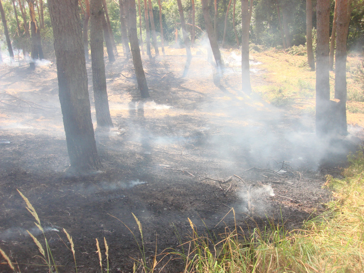 На Лубенщині ліквідували лісову пожежу…