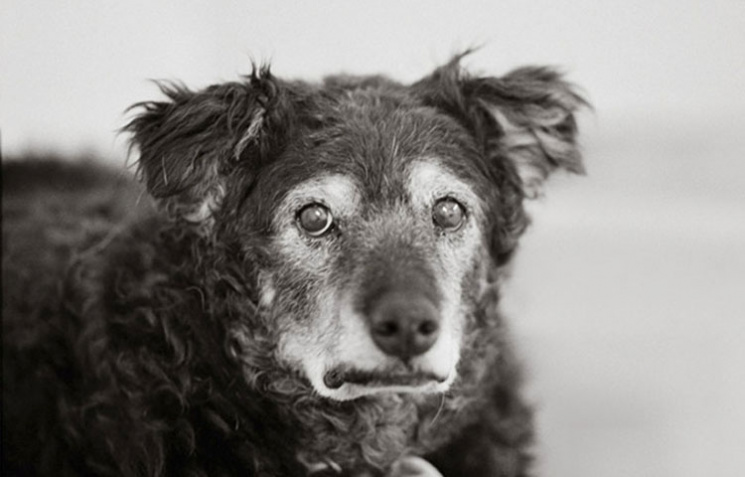 15 безумно трогательных фотографий собак…