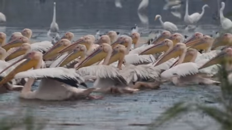 Видео июльского завтрака розовых пеликан…