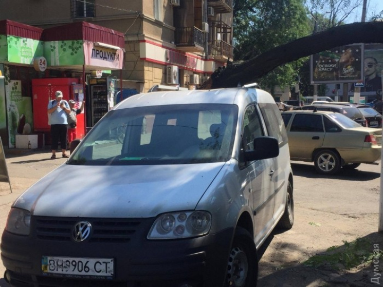 В центрі Одеси велетенське дерево впало…