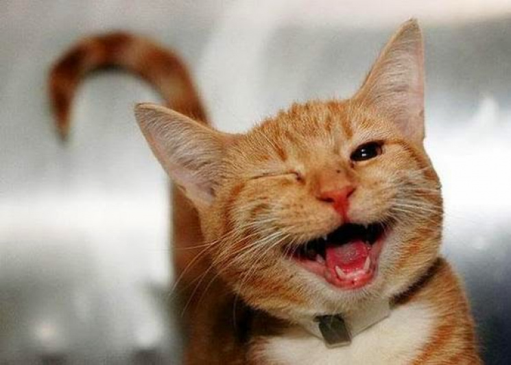 Киевляне, улыбнитесь: Как мимишные коты…